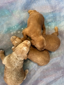 Schnoodle Litter Born 1-26-2025 $950